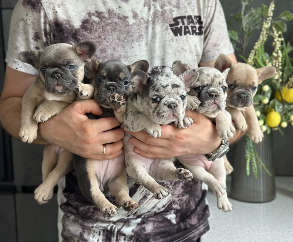 Our Puppies