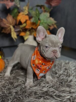 Candy the lilac French Bulldog puppy showing her sweet and affectionate temperament