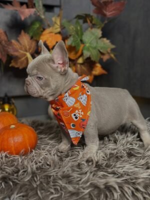 Female lilac French Bulldog puppy Candy resting calmly at 8 weeks old