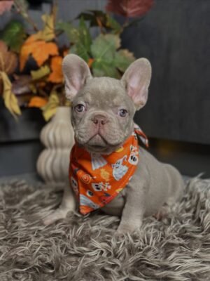 Female lilac French Bulldog puppy Candy sitting at 8 weeks old